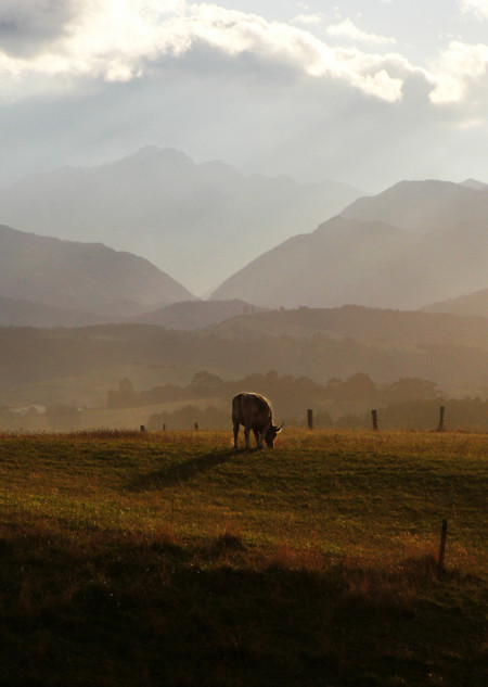 Picos de Europa
