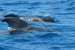 Whale Watching en Canarias