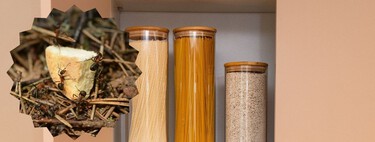 Cómo eliminar hormigas y cucarachas de la cocina con café soluble: un método fácil para espacios pequeños 
