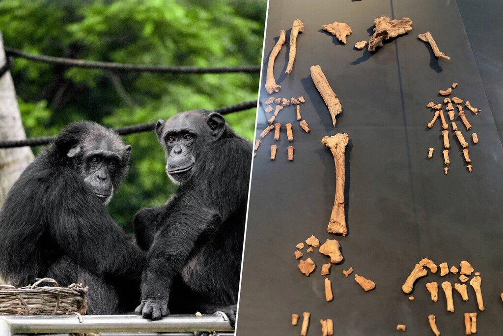 Un tobillo de 4,4 millones de años ha puesto patas arriba la historia del bipedalismo y todo lo que sabíamos de nuestros antepasados 
