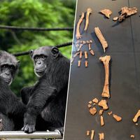 Un tobillo de 4,4 millones de años ha reescrito la historia humana: nuestros primeros pasos no fueron como creíamos