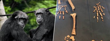 Un tobillo de 4,4 millones de años ha reescrito la historia humana: nuestros primeros pasos no fueron como creíamos