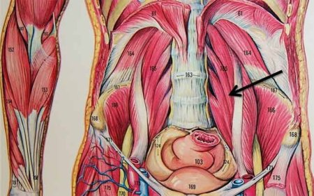 Qué es el psoas y cómo trabajarlo