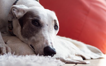 Un galgo tumbado