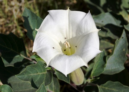 Toloache: la flor que promete amor, pero que puede resultar nociva para tu cerebro si la consumes
