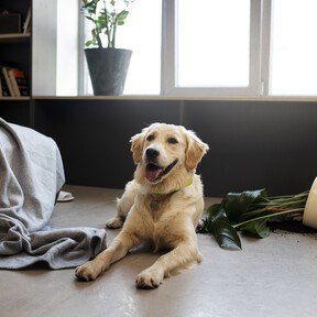 El sábado 26 de septiembre Aldi lanza una cámara de videovigilancia a inteligente para proteger la casa o vigilar a tu mascota: cuesta menos de 15 euros