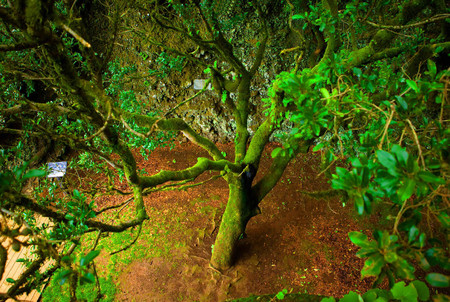 Isla El Hierro 3