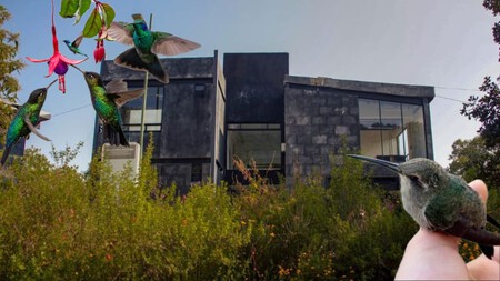 Lánzate a conocer la Casa Colibrí  para hacer el tour gratuito, te decimos dónde