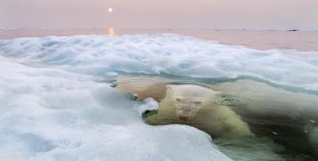 Ya podemos disfrutar las fotografías ganadoras del concurso convocado por National Geographic