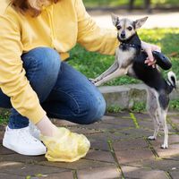 CDMX quiere calles sin heces de perro y hasta una línea para denunciar a dueños que no limpien 