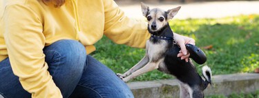 CDMX quiere calles sin heces de perro y hasta una línea para denunciar a dueños que no limpien 