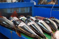 Tokyo: La Lonja del Pescado de Tsukiji será demolida y trasladada