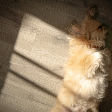 Aarón estuvo seis meses yendo de A Coruña a Carballo porque no encontraba piso en el que admitiesen perro 