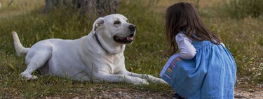¿Sabes qué raza de perro encaja mejor con tu familia? 