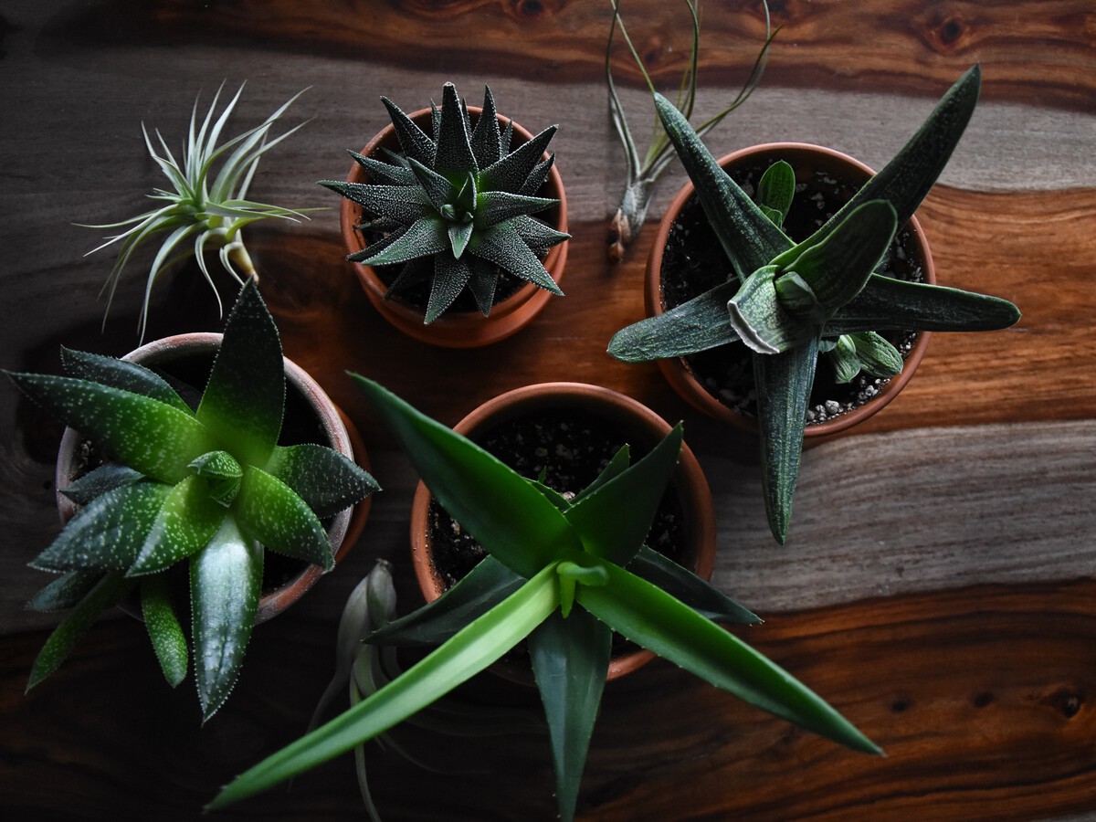 Mi aloe vera ha perdido su color verde y se ha vuelto marrn Qu le  sucede, y qu puedo hacer para devolverle su tonalidad?