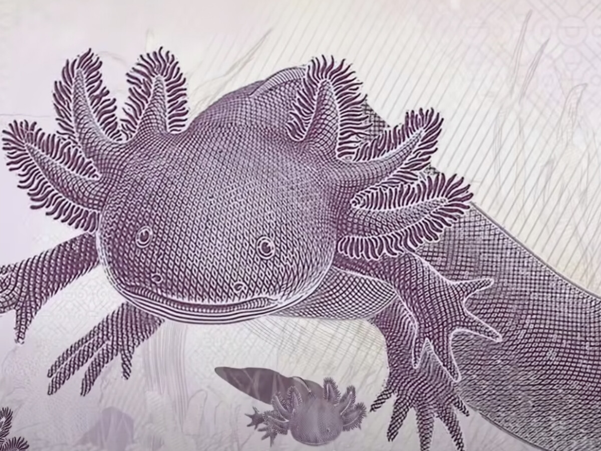 Más de 12 millones de pesos están guardados en México por un billete de 50 pesos con ajolote que muchos consideran un tesoro