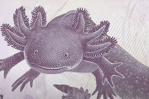 Más de 12 millones de pesos están guardados en México por un billete de 50 pesos con ajolote que muchos consideran un tesoro