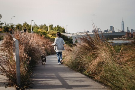 Pasear Con Tu Perro En Junto Y Pasear Libertad