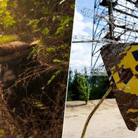 Llevamos décadas buscando "monstruos" radiactivos. Lo que hemos encontrado es una evolución a cámara rápida 