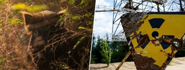 We have been searching for decades "monsters" radioactive. What we have found is a rapid evolution