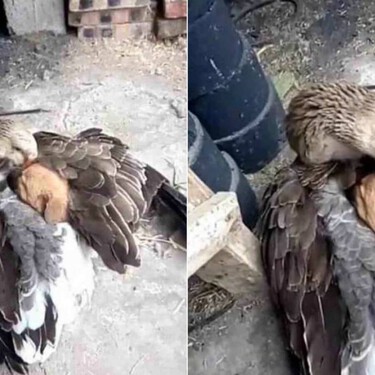 Resolviendo uno de los debates más intrigantes de la filosofía: si existe el "altruismo" entre los animales o no 