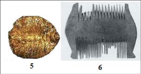 Fossilled Bedbug Tel El Amarna Source Eva Panagiotakopulu And Buckland 1999 Fig