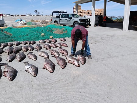 Totoaba 2