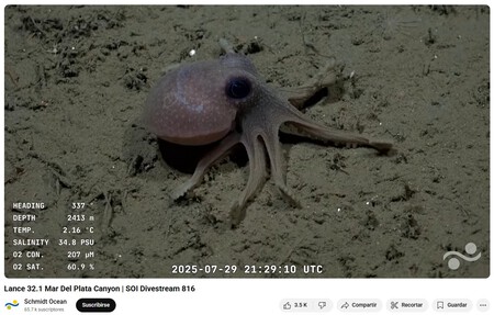 Pulpo