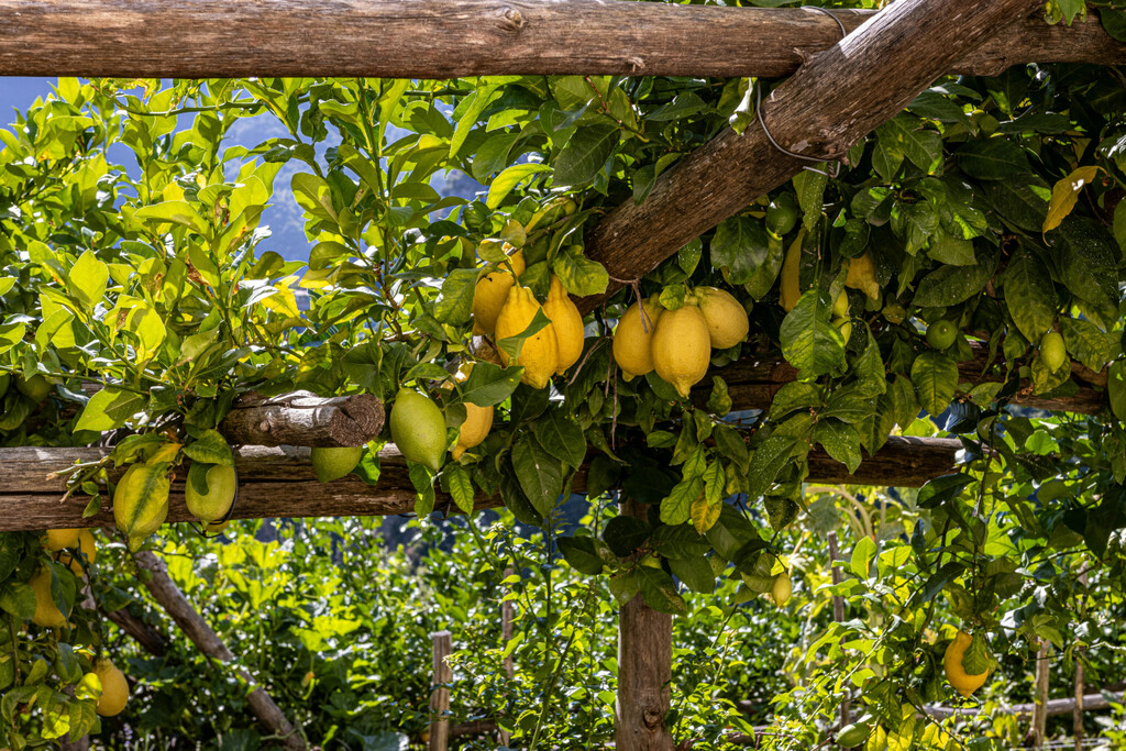 Este experto en plantas avisa: "Si tienes un limonero, nunca hay que dejar crecer estos brotes"