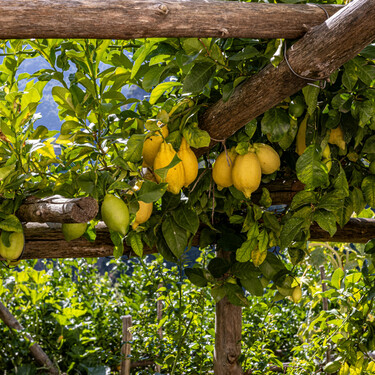 Este experto en plantas avisa: "Si tienes un limonero, nunca hay que dejar crecer estos brotes"