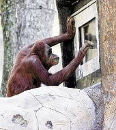 Orangutanes y videojuegos