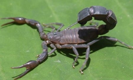 Singularidades extraordinarias de animales ordinarios (XXI): el escorpión