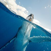 Pensábamos que la ballena azul era monstruosa, hasta que encontramos a Colossus, el animal más pesado de la historia 