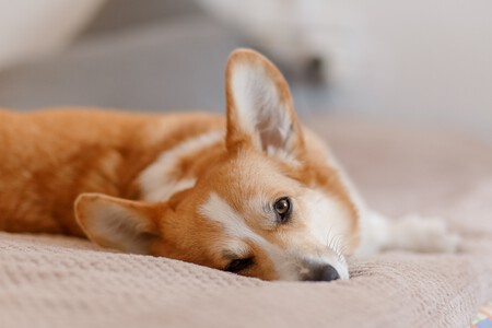 Corgi - artículo de raza