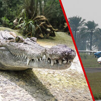 En 2010 un cocodrilo que se escapó de una maleta hizo que un avión se estrellase en África. Murieron todos salvo un pasajero... Y el cocodrilo