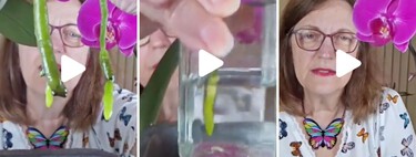 El renacer de las orquídeas: el método de María Ferrarotto para salvar las plantas sin raíces 