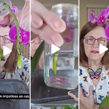 El renacer de las orquídeas: el método de María Ferrarotto para salvar las plantas sin raíces 