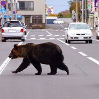 Japón ha encontrado la forma de darle la vuelta a la crisis que vive con los osos desde hace un año, hacer soba 