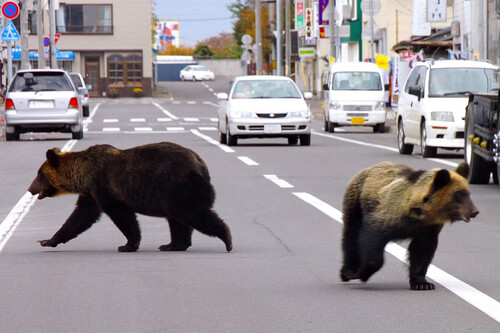 Japón ha encontrado la forma de darle la vuelta a la crisis que vive con los osos desde hace un año, hacer soba 
