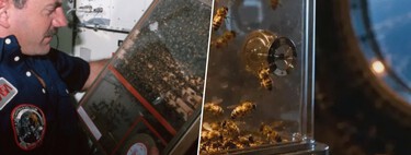 En 1984, la NASA envió 3301 abejas al espacio para ver de qué eran capaces. Siete días después habían construido 200 cm² de hexágonos