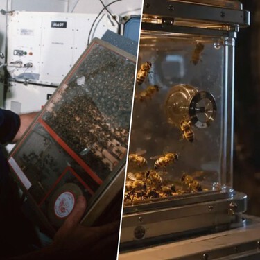 En 1984, la NASA envió 3301 abejas al espacio para ver de qué eran capaces. Siete días después habían construido 200 cm² de hexágonos