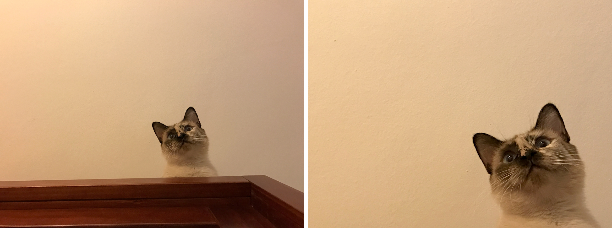 Foto de iPhone 7 Plus extra (4/7)