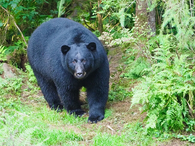 Oso Negro Mexico