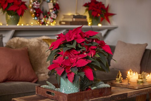 Flor de pascua copa Lidl