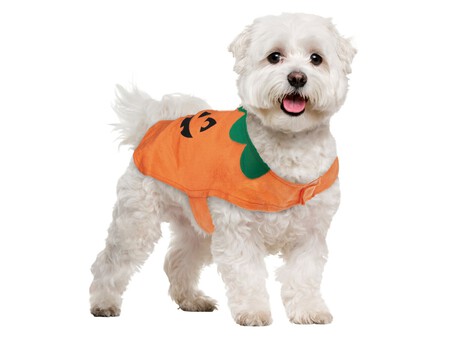 Disfraz Para Perro Zoom 31