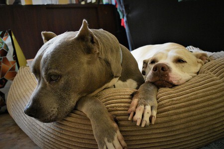 Adios Razas Ppp Pitbull American Cambios Ley