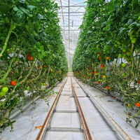 Se acabó atar los tomates a una estaca: la técnica sencilla que ahorra espacio y esfuerzo 