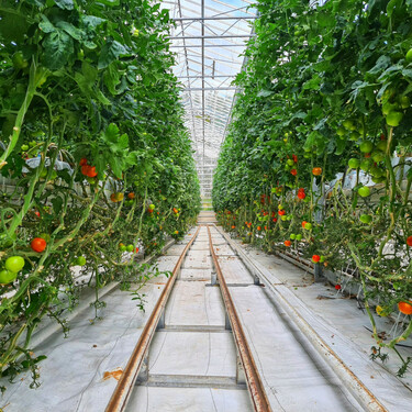 Se acabó atar los tomates a una estaca: la técnica sencilla que ahorra espacio y esfuerzo 
