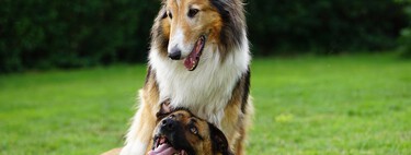 La Ley de Bienestar Animal obliga a contratar un seguro a terceros para perros. Calculamos si compensa ampliarlo 