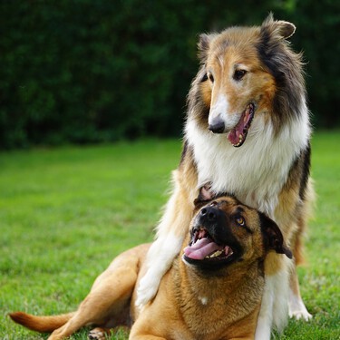 La Ley de Bienestar Animal obliga a contratar un seguro a terceros para perros. Calculamos si compensa ampliarlo 